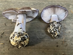 Glaucopodes