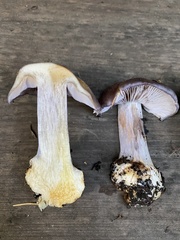 Glaucopodes