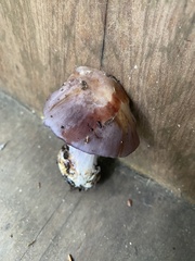 Glaucopodes