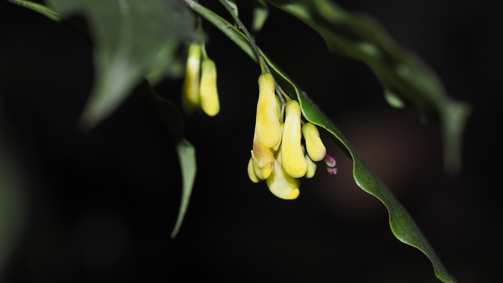 Polygala caudata (Polygala caudata)