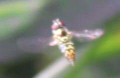 Allograpta radiata