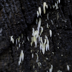 Mucronella fusiformis