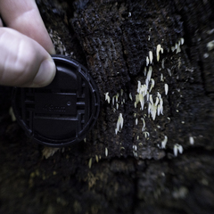 Mucronella fusiformis