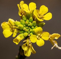 Rapistrum rugosum
