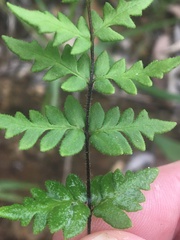 Cheilanthes sieberi sieberi