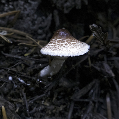 Lepiota felina