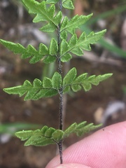 Cheilanthes sieberi sieberi