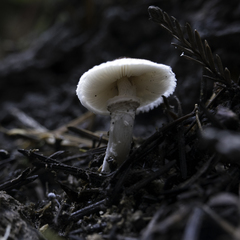 Lepiota felina