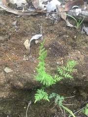Cheilanthes sieberi sieberi