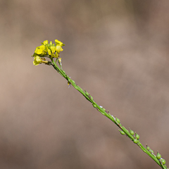 Rapistrum rugosum
