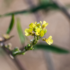 Rapistrum rugosum