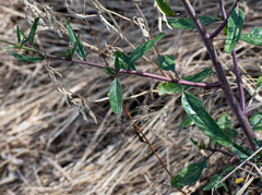 Rapistrum rugosum