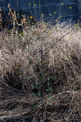Rapistrum rugosum