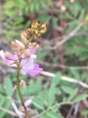 Indigofera pratensis