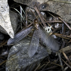 Zootermopsis nevadensis