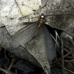 Zootermopsis nevadensis