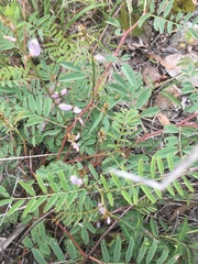 Indigofera pratensis
