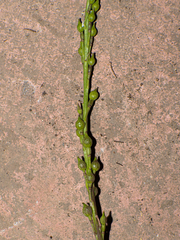 Rapistrum rugosum