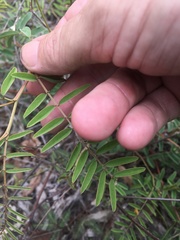 Indigofera pratensis