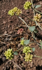 Asteriscium aemocarpon