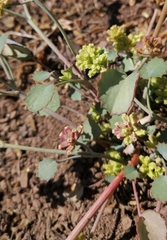 Asteriscium aemocarpon
