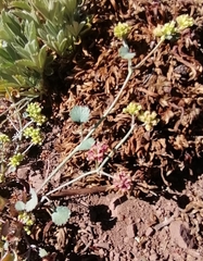 Asteriscium aemocarpon