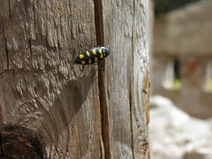 Buprestis octoguttata