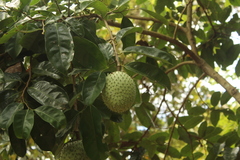 Annona montana
