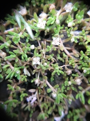 Crassula sinclairii