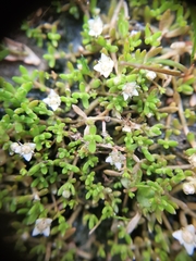 Crassula sinclairii