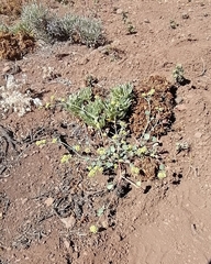 Asteriscium aemocarpon