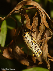 Diponthus argentinus