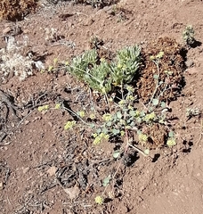 Asteriscium aemocarpon