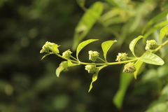 Lippia dulcis