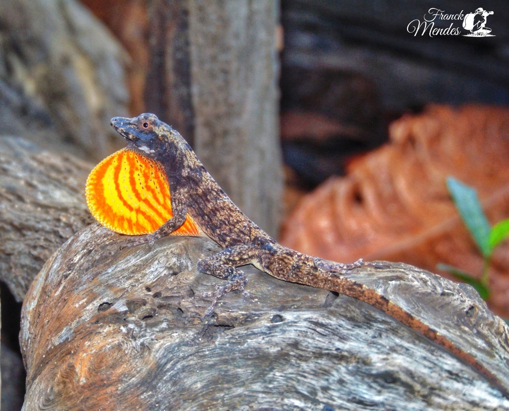Bark Anole