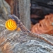 Anolis ortonii - Photo (c) Franck Mendes,  זכויות יוצרים חלקיות (CC BY-NC), הועלה על ידי Franck Mendes
