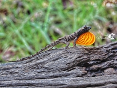 Anolis ortonii