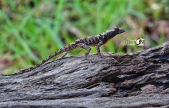 Anolis ortonii