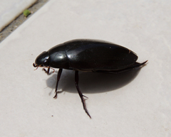 Hydrophilus ensifer