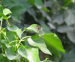 Neogomphus edenticulatus