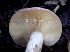 Lactarius uvidus