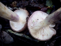Lactarius uvidus