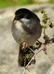 Curruca melanocephala