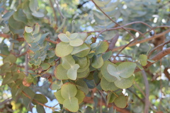 Eucalyptus gunnii