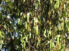 Amyema miquelii