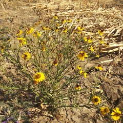 Helenium mexicanum