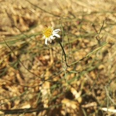 Chloracantha spinosa