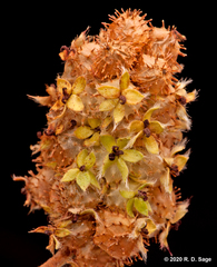 Acaena caespitosa