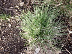 Festuca roemeri roemeri