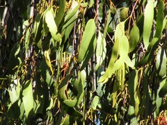 Amyema miquelii